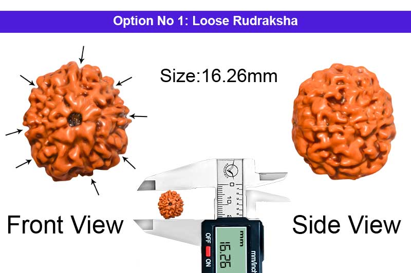 8 Mukhi Indonesian Rudraksha-RD-8-I-12-1