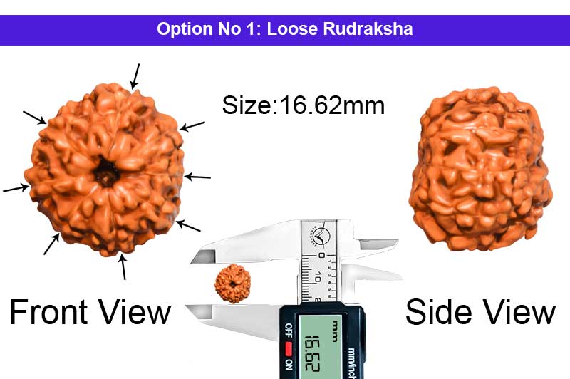 8 Mukhi Indonesian Rudraksha-RD-8-I-16-1