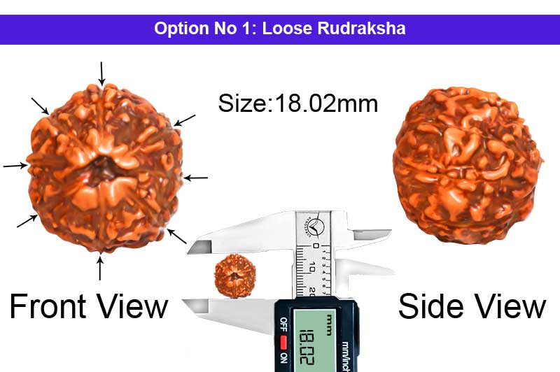 8 Mukhi Indonesian Rudraksha-RD-8-I-33-1