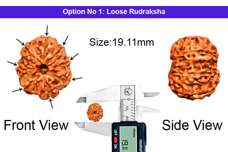 8 Mukhi Indonesian Rudraksha-RD-8-I-35-1