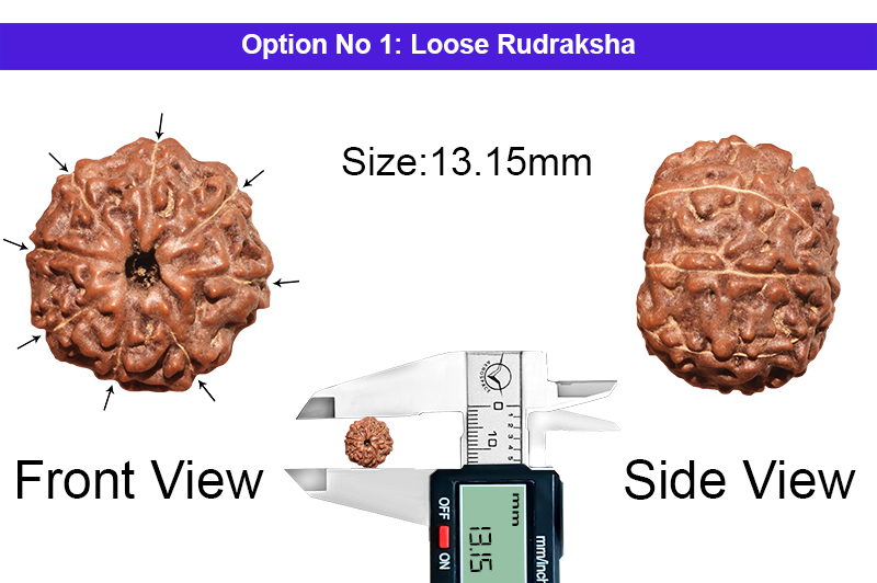 8 Mukhi Indonesian Rudraksha-RD-8-I-39-1