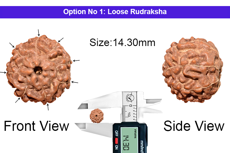 8 Mukhi Indonesian Rudraksha-RD-8-I-42-1