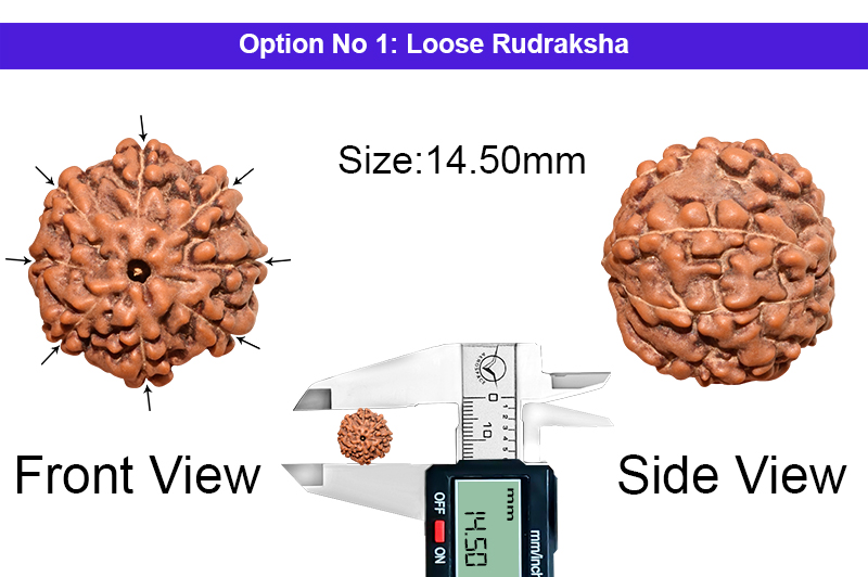 8 Mukhi Indonesian Rudraksha-RD-8-I-43-1