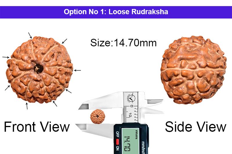 8 Mukhi Indonesian Rudraksha-RD-8-I-44-1