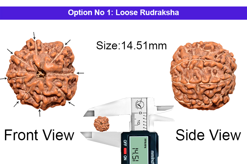 8 Mukhi Indonesian Rudraksha-RD-8-I-45-1