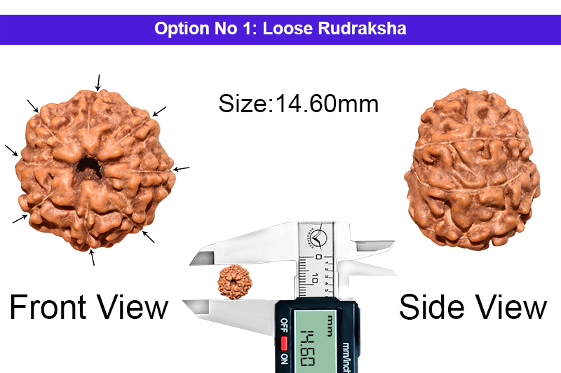 8 Mukhi Indonesian Rudraksha-RD-8-I-46-1