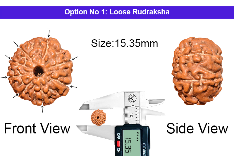 8 Mukhi Indonesian Rudraksha-RD-8-I-48-1