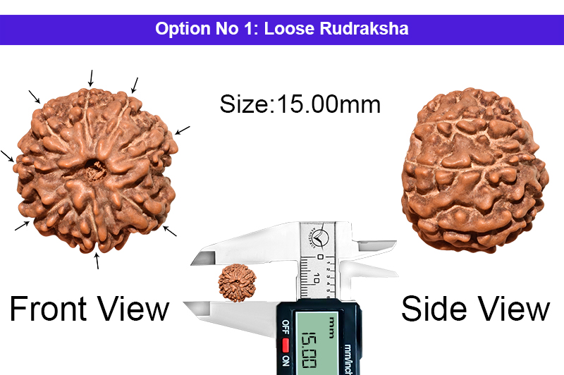 8 Mukhi Indonesian Rudraksha-RD-8-I-49-1