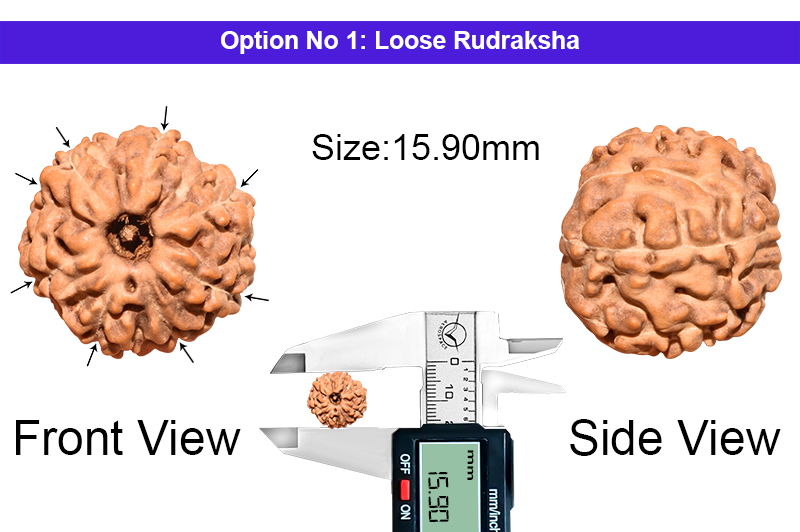 8 Mukhi Indonesian Rudraksha-RD-8-I-50-1