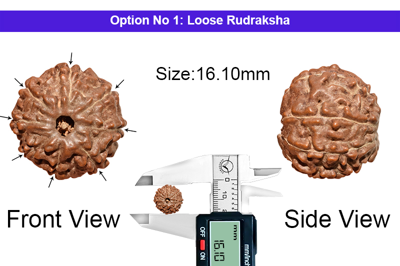 8 Mukhi Indonesian Rudraksha-RD-8-I-51-1