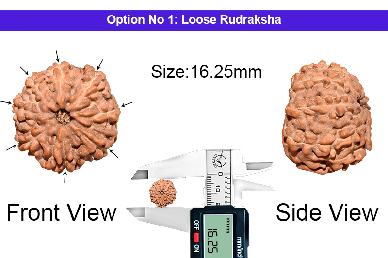 8 Mukhi Indonesian Rudraksha-RD-8-I-52-1