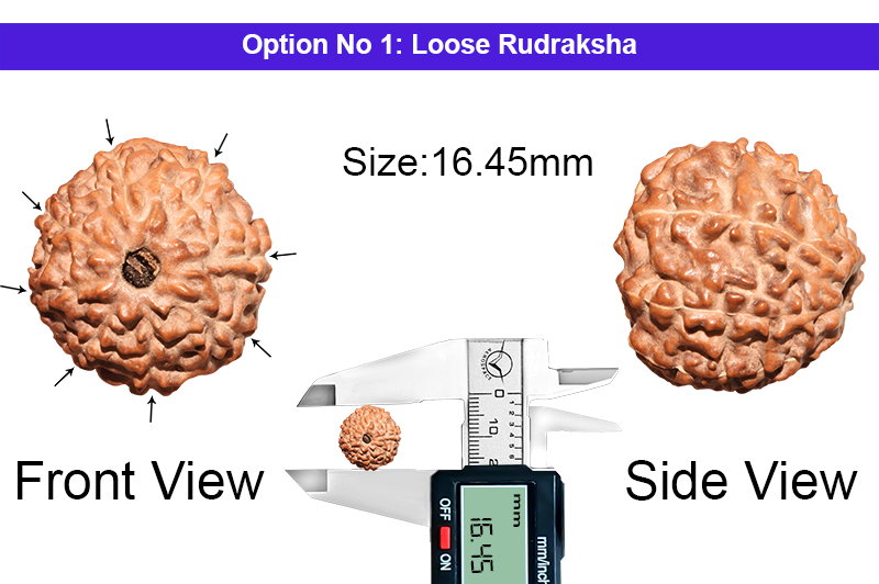 8 Mukhi Indonesian Rudraksha-RD-8-I-53-1