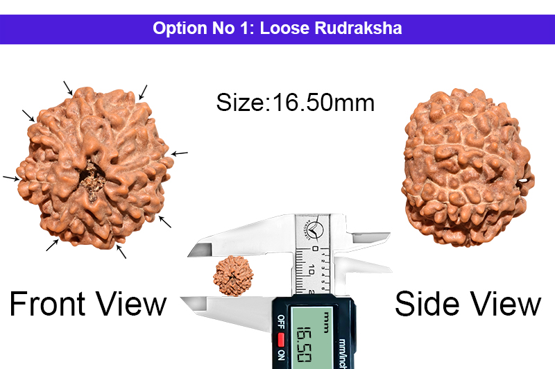 8 Mukhi Indonesian Rudraksha-RD-8-I-54-1