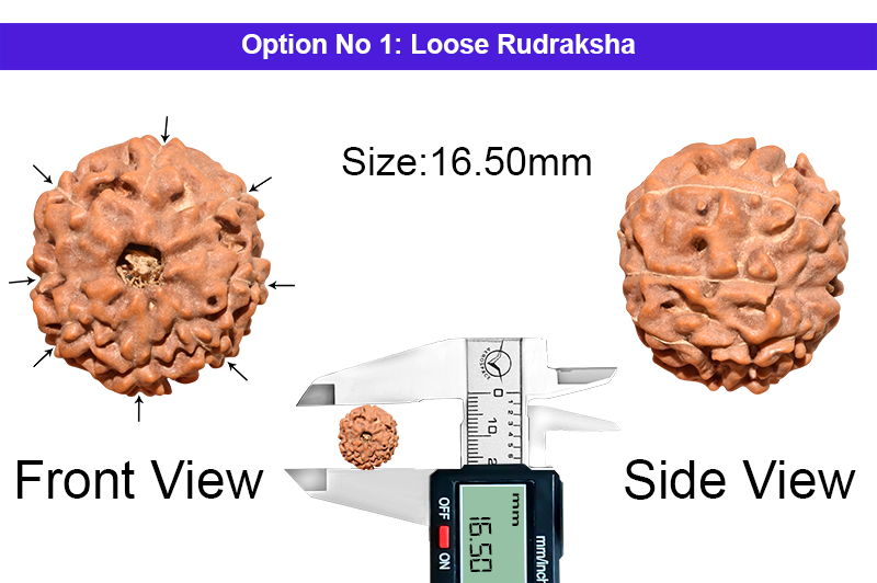 8 Mukhi Indonesian Rudraksha-RD-8-I-55-1