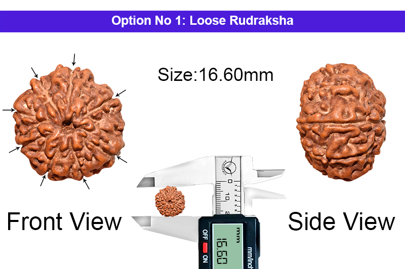 8 Mukhi Indonesian Rudraksha-RD-8-I-56-1