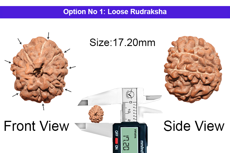 8 Mukhi Indonesian Rudraksha-RD-8-I-57-1