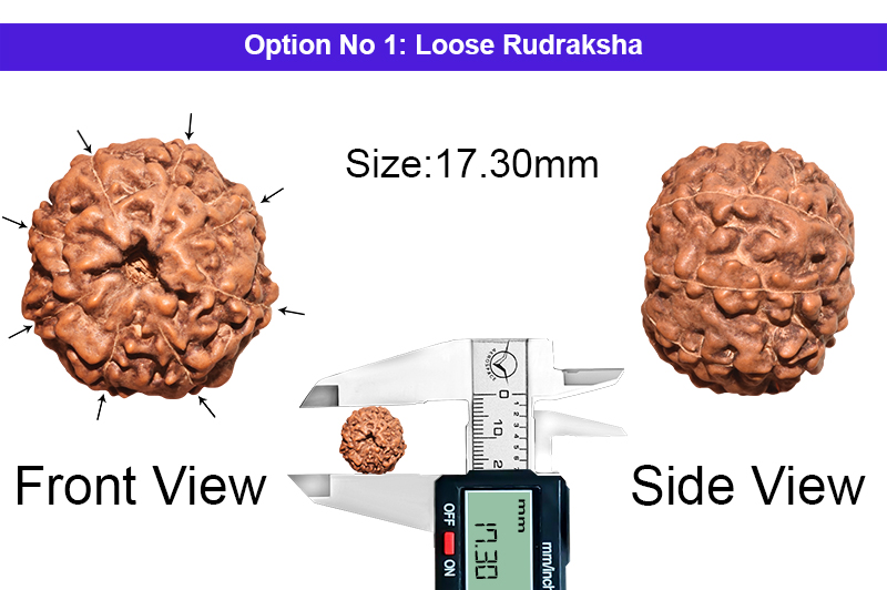 8 Mukhi Indonesian Rudraksha-RD-8-I-58-1