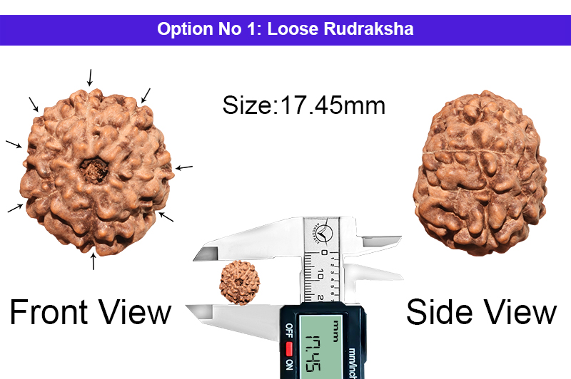 8 Mukhi Indonesian Rudraksha-RD-8-I-59-1