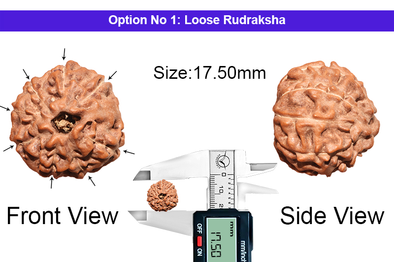 8 Mukhi Indonesian Rudraksha-RD-8-I-60-1