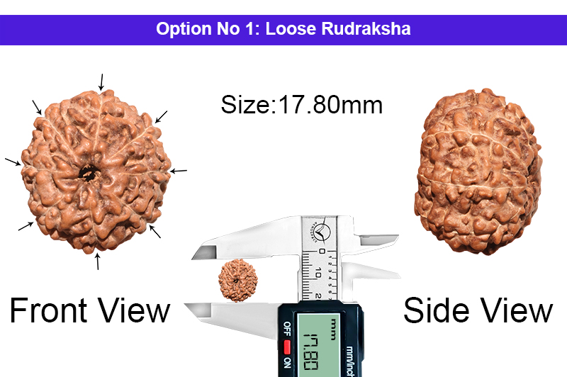 8 Mukhi Indonesian Rudraksha-RD-8-I-61-1