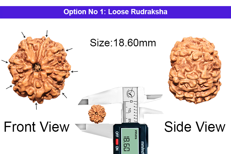 8 Mukhi Indonesian Rudraksha-RD-8-I-62-1
