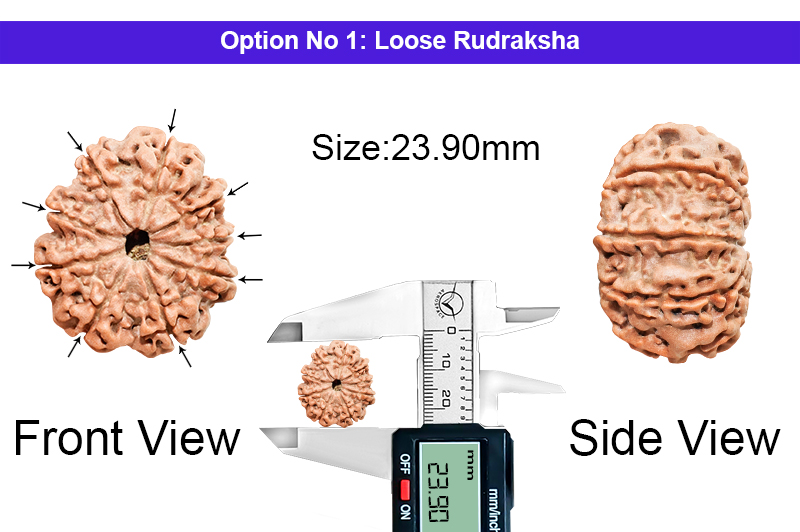 9 Mukhi Nepali Rudraksha-RD-9-A-B-30-1
