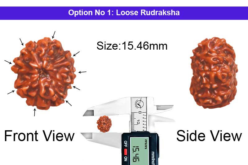 9 Mukhi Indonesian Rudraksha-RD-9-I-34-1