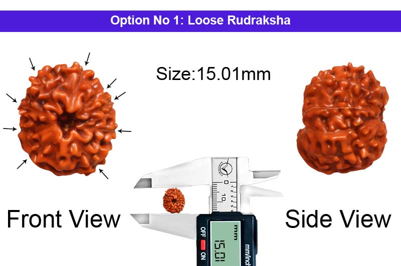 9 Mukhi Indonesian Rudraksha-RD-9-I-35-1