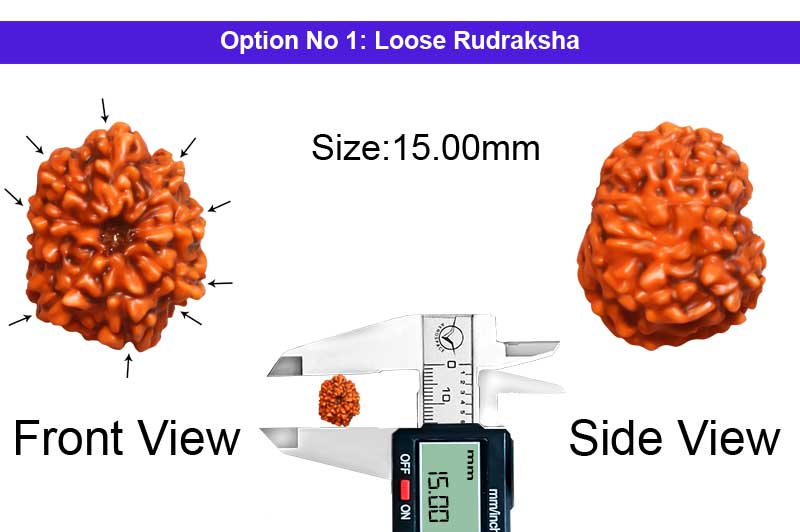 9 Mukhi Indonesian Rudraksha-RD-9-I-36-1