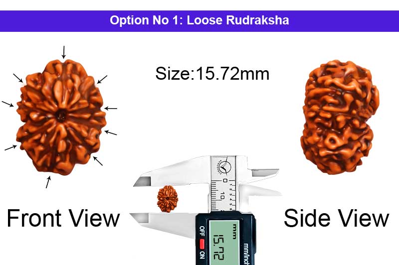 9 Mukhi Indonesian Rudraksha-RD-9-I-39-1