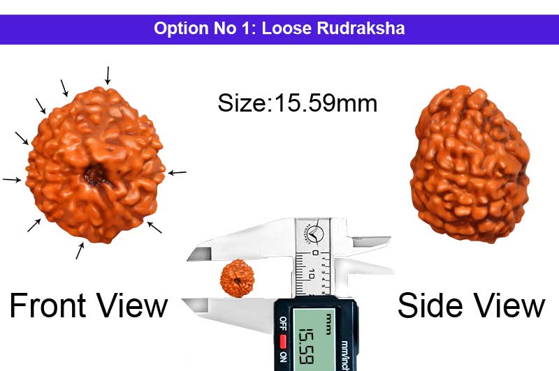 9 Mukhi Indonesian Rudraksha-RD-9-I-41-1