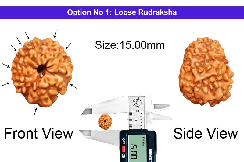 9 Mukhi Indonesian Rudraksha-RD-9-I-42-1