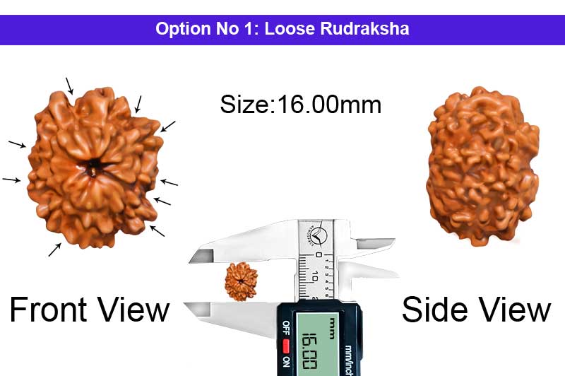 9 Mukhi Indonesian Rudraksha-RD-9-I-43-1