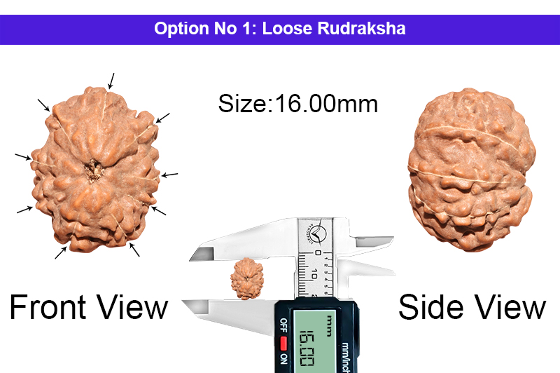 9 Mukhi Indonesian Rudraksha-RD-9-I-49-1