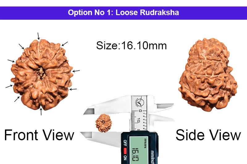 9 Mukhi Indonesian Rudraksha-RD-9-I-50-1