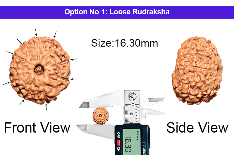9 Mukhi Indonesian Rudraksha-RD-9-I-51-1