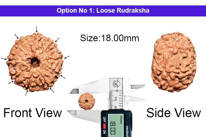 9 Mukhi Indonesian Collector Rudraksha-RD-9-I-58-1