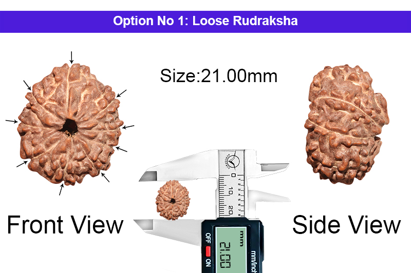 9 Mukhi Indonesian Collector Rudraksha-RD-9-I-59-1