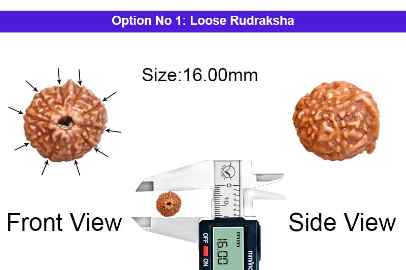 10 Mukhi Indonesian Ganesh Rudraksha-RD-GN-I-01-1