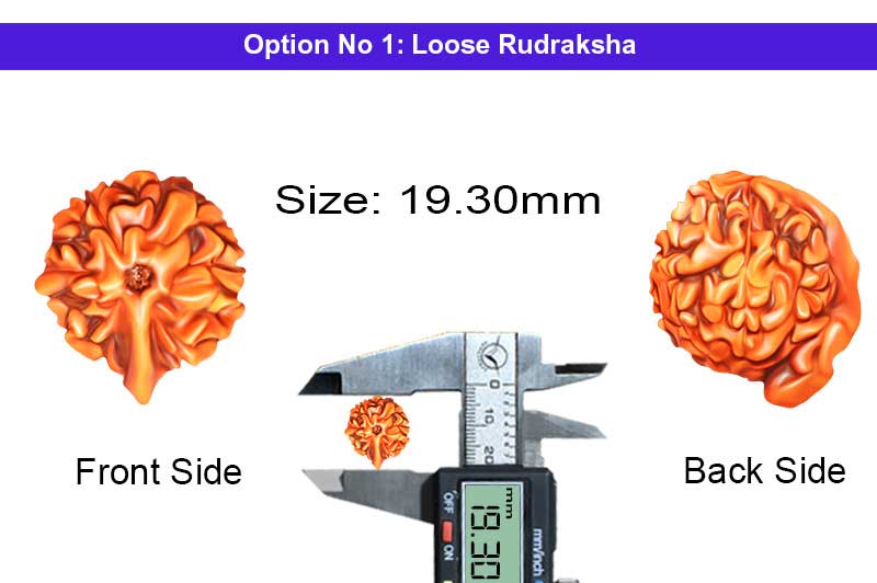 Laxmi Maha Ganesh 7 Mukhi Rudraksha-RD-GNS-02-1