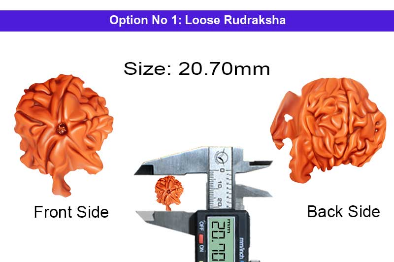 Gauri Ganesh 5 Mukhi Rudraksha-RD-GNS-05-1