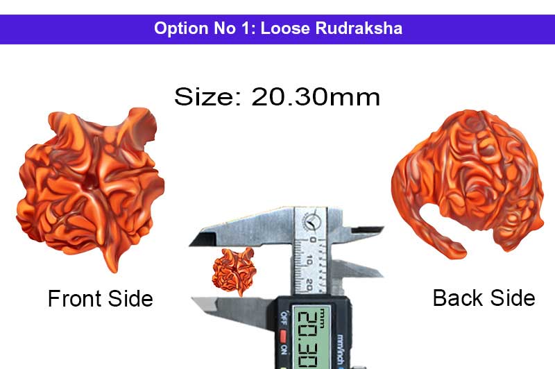 Shiv Parvati Kartikeya Ganesh Nandi Bull 5 Mukhi Rudraksha-RD-GNS-06-1