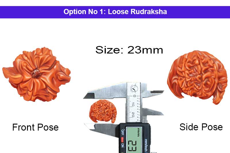 Gauri Ganesh Laxmi 7 Mukhi Rudraksha-RD-GNS-08-1