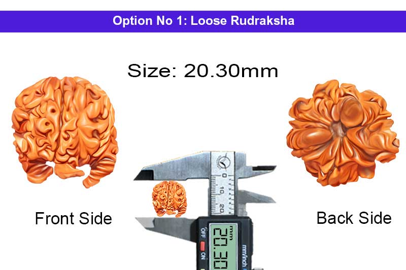 Shiv Gauri Ganesh Kartikeya 6 Mukhi Rudraksha-RD-GNS-09-1