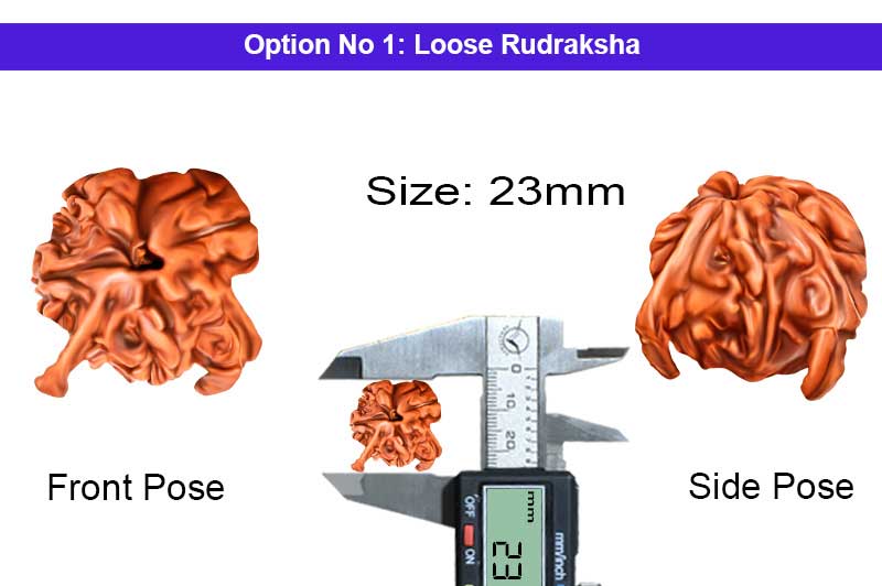 Maha Mrityunjaya Kartikeya 6 Mukhi Om Rudraksha-RD-GNS-12-1