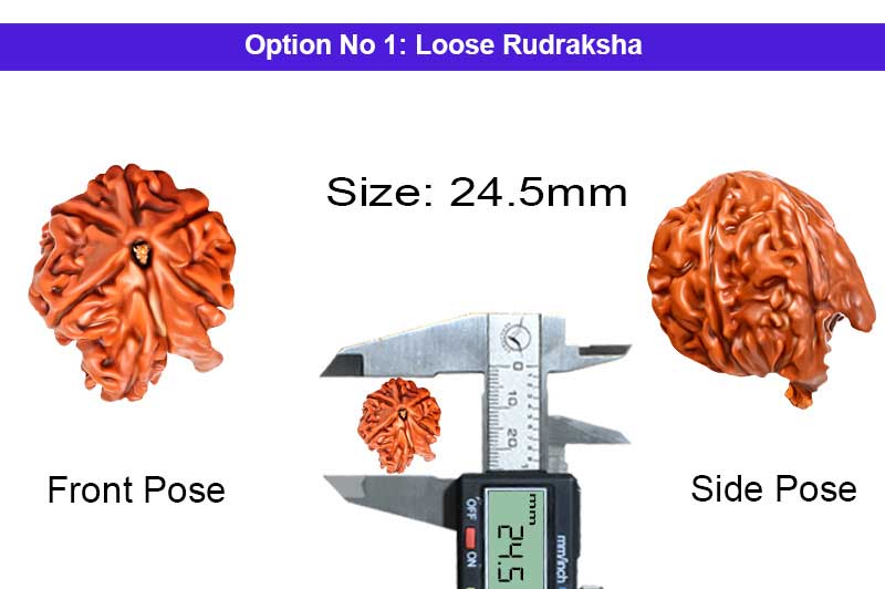 Maha Ganesha Laxmi 7 Mukhi Rudraksha-RD-GNS-15-1