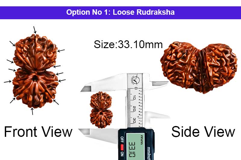 12 Mukhi Gauri Shankar Large Nepali Rudraksha-RD-GS-A-B-17-1