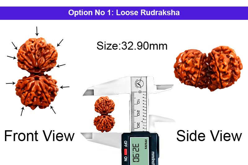 9 Mukhi Gauri Shankar Large Nepali Rudraksha-RD-GS-A-B-19-1