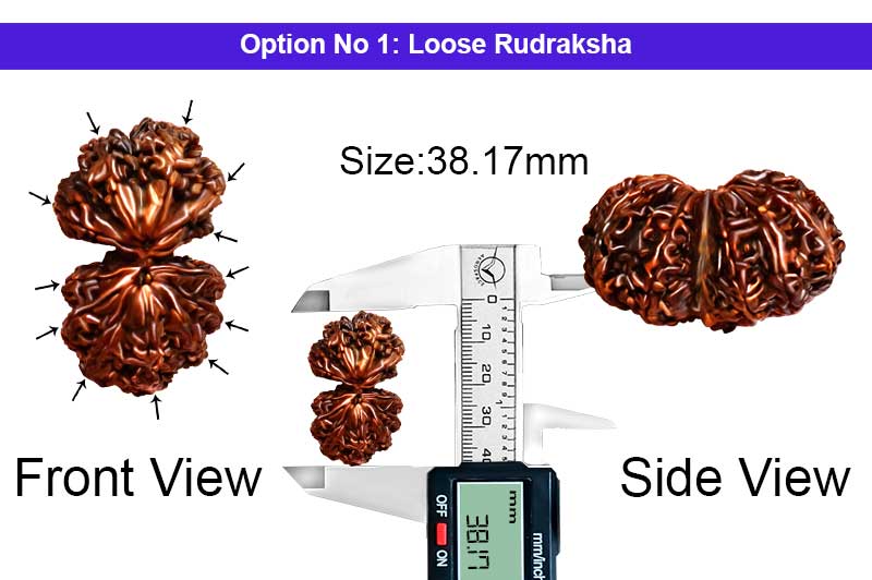 12 Mukhi Gauri Shankar Collector Nepali Rudraksha-RD-GS-B-C-07-1