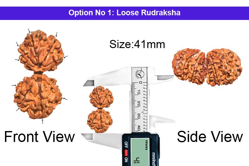 9 Mukhi Gauri Shankar Collector Nepali Rudraksha-RD-GS-C-B-05-1